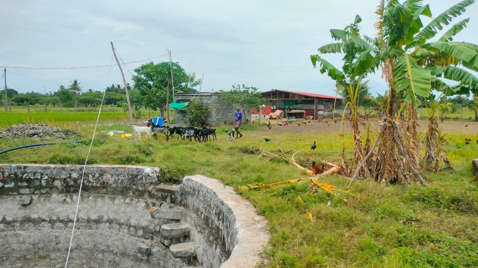 Active farm land 1.45 Acres at Nelvoyl Valathodu - Image 3