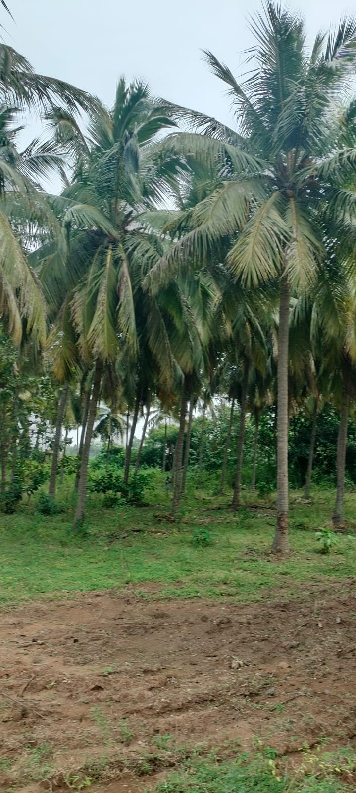 Farm land at Utheramerur - Image 5