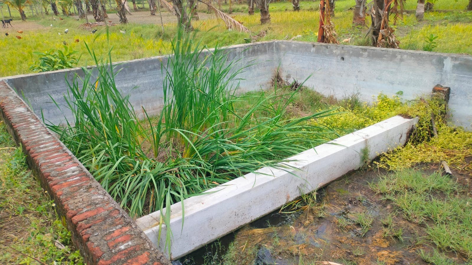 Active farm land 1.45 Acres at Nelvoyl Valathodu - Image 7