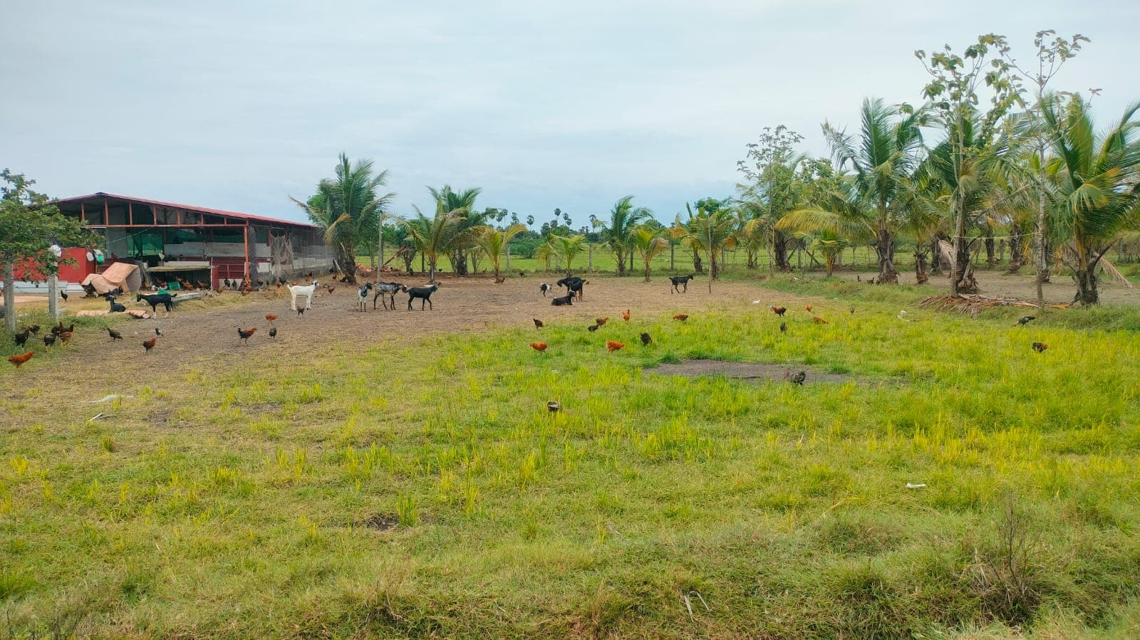 Active farm land 1.45 Acres at Nelvoyl Valathodu - Image 2